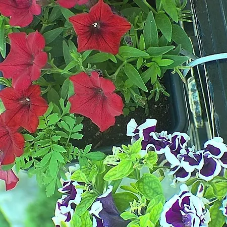 Villa Maria Aβδέλλα * Avdella