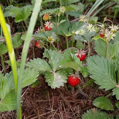 Vilă Villa Maria Aβδέλλα Avdella