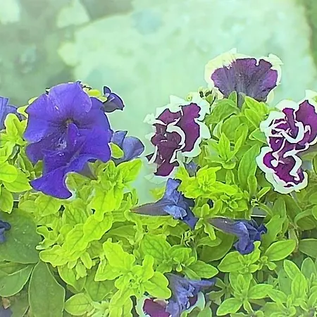 Villa Maria Aβδέλλα Vilă *