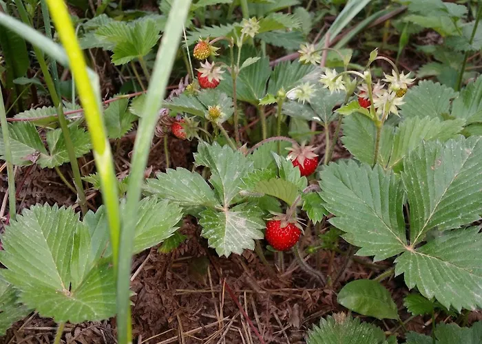 Vila Villa Maria Aβδέλλα Avdella