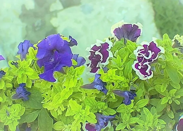 Villa Maria Aβδέλλα וילה *